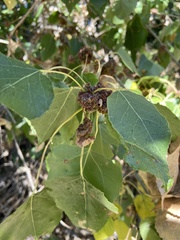 Aceria parapopuli