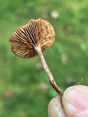 Deconica