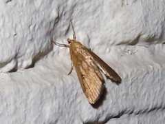 Parapoynx stratiotata