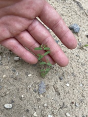 Euphorbia glyptosperma