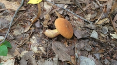 Suillellus luridus