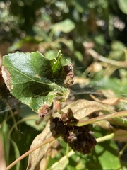 Aceria parapopuli