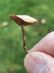 Deconica