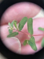 Euphorbia glyptosperma