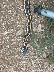Thamnophis cyrtopsis