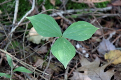 Trillium grandiflorum