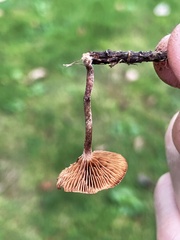 Deconica