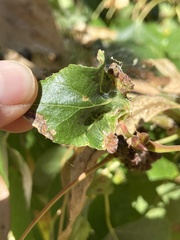 Aceria parapopuli