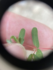 Euphorbia glyptosperma