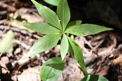 Lysimachia borealis