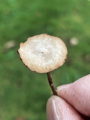Deconica