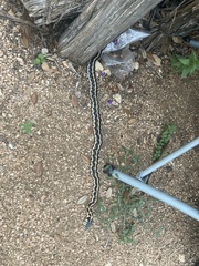 Thamnophis cyrtopsis