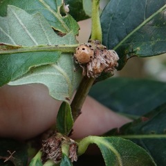 Andricus quercusfrondosus