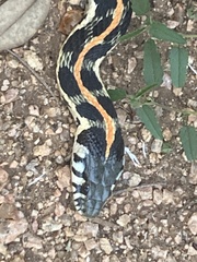 Thamnophis cyrtopsis