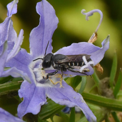 Megachile campanulae