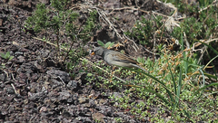 Rhopospina alaudina