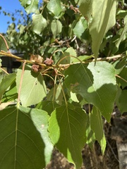 Aceria parapopuli