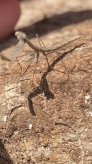 Phasmomantis sumichrasti