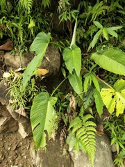 Homalomena philippinensis