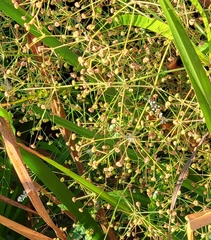 Alisma triviale
