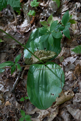 Platanthera macrophylla