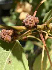 Aceria parapopuli