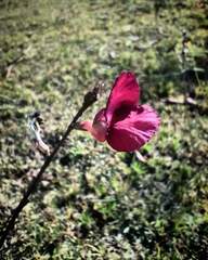 Macroptilium lathyroides