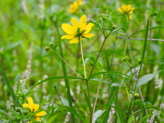 Bidens laevis