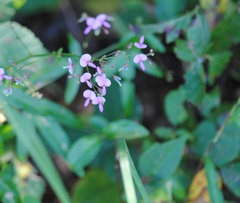 Desmodium ciliare