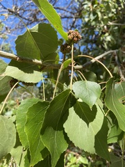Aceria parapopuli