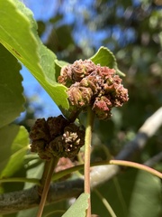 Aceria parapopuli