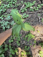 Veratrum
