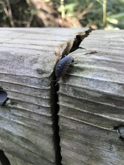 Armadillidiidae