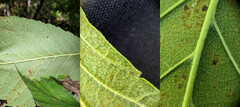 Ulmus rubra