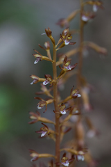 Corallorhiza maculata maculata