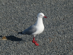 Chroicocephalus novaehollandiae scopulinus