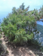 Pinus