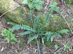 Asplenium platyneuron