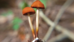 Marasmius cohaerens lachnophyllus