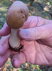 Cortinarius caperatus