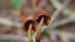 Marasmius cohaerens lachnophyllus