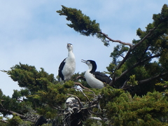 Phalacrocorax varius
