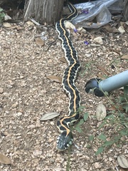 Thamnophis cyrtopsis