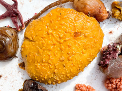 Sphaerotylus capitatus