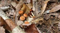 Marasmius cohaerens lachnophyllus