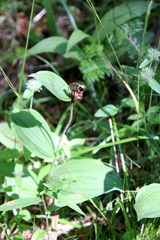 Cypripedium parviflorum