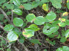 Smilax