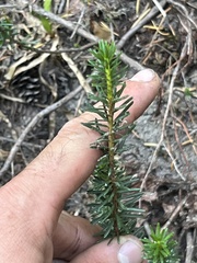 Phyllodoce empetriformis