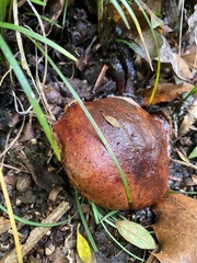 Tricholoma fulvum