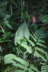 Cypripedium parviflorum